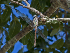 Coryphaeschna ingens
