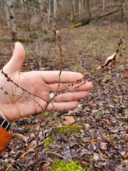 Neolasioptera boehmeriae