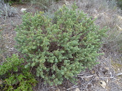 Thymelaea tinctoria