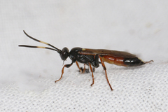 Ichneumon gracilentus