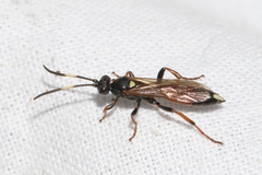 Ichneumon gracilentus