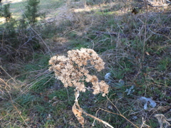 Verbesina virginica