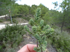 Thymelaea tinctoria