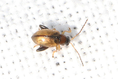 Longitarsus melanocephalus