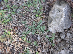 Nemophila phacelioides