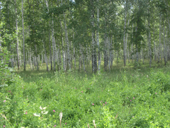 Betula pendula