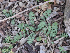 Nemophila phacelioides