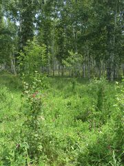 Lathyrus tuberosus