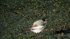 Motacilla alba