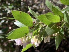 Arctostaphylos virgata