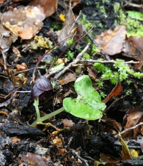 Corybas obscurus