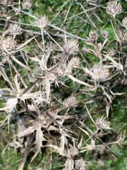 Eryngium campestre
