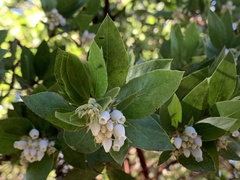 Arctostaphylos virgata