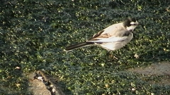 Motacilla alba