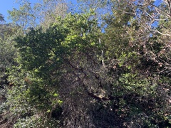 Arctostaphylos virgata
