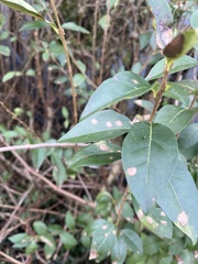 Gracillaria syringella