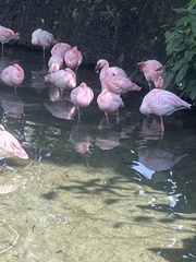 Phoenicopteriformes