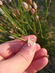 Asphodelus fistulosus