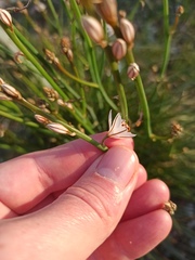 Asphodelus fistulosus