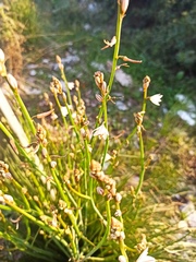 Asphodelus fistulosus