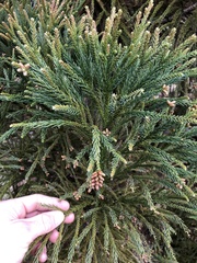 Cryptomeria japonica
