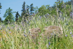 Camassia