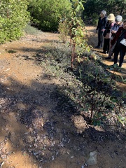 Ceanothus gloriosus porrectus