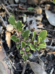 Ceanothus gloriosus porrectus