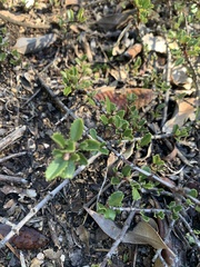 Ceanothus gloriosus porrectus