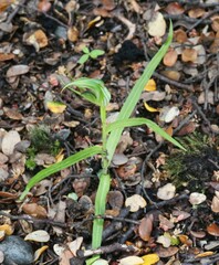 Pterostylis irwinii
