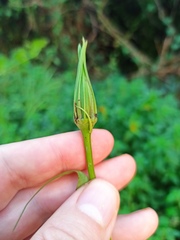 Tragopogon porrifolius