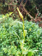 Tragopogon porrifolius