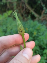 Tragopogon porrifolius