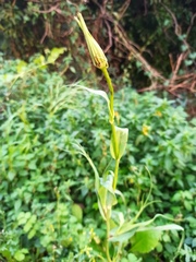 Tragopogon porrifolius