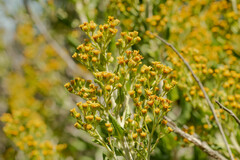 Acrisione denticulata