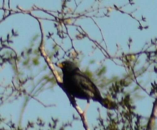Carbonated Sierra Finch (Rhopospina carbonaria), photo 9