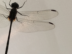 Dythemis nigra