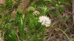 Agathosma stenopetala