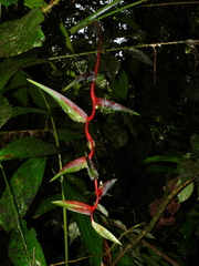 Heliconia chartacea