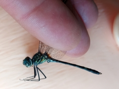 Dythemis nigra