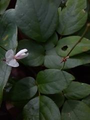 Desmodium tortuosum