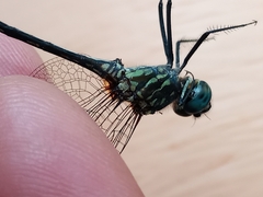 Dythemis nigra