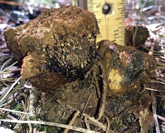 Pisolithus arenarius