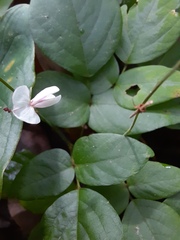 Desmodium tortuosum