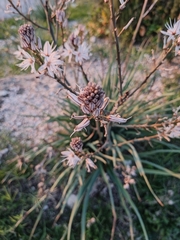 Asphodelus ramosus