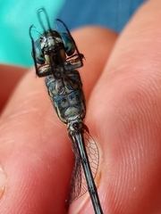 Dythemis nigra