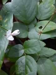 Desmodium tortuosum
