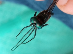Dythemis nigra