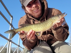 Esox niger