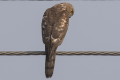 Accipiter badius